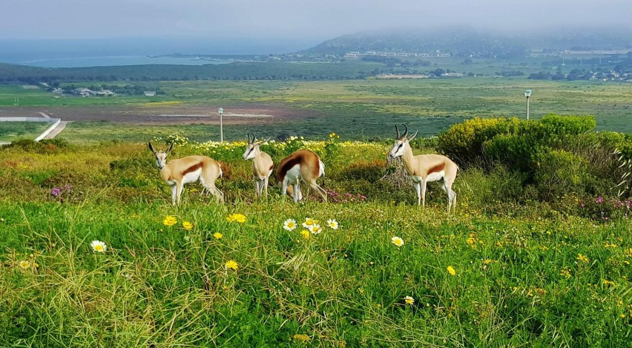 Berg En Dal Accommodation Saldanha Bay Ngoại thất bức ảnh